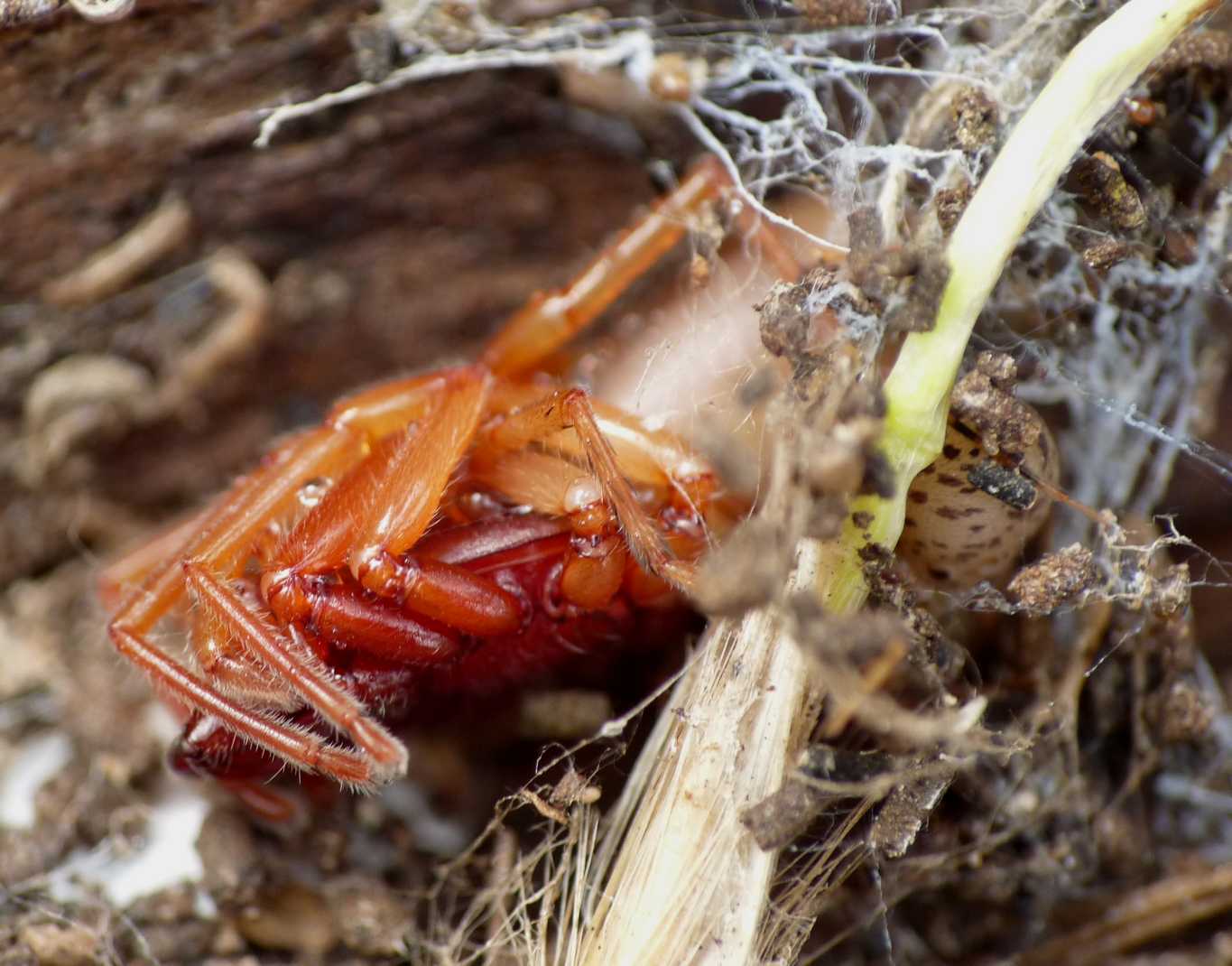 Coinquilini insoliti (Dysdera sp. e Scytodes thoracica)